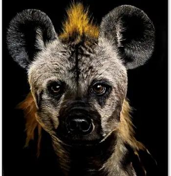 The Savannah Sentinel: Spotted Hyena