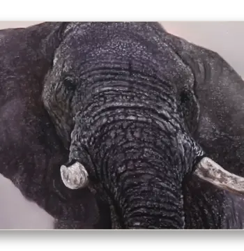 The Matriarch: African Elephant